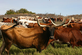 Moore Ranch  04.[1]